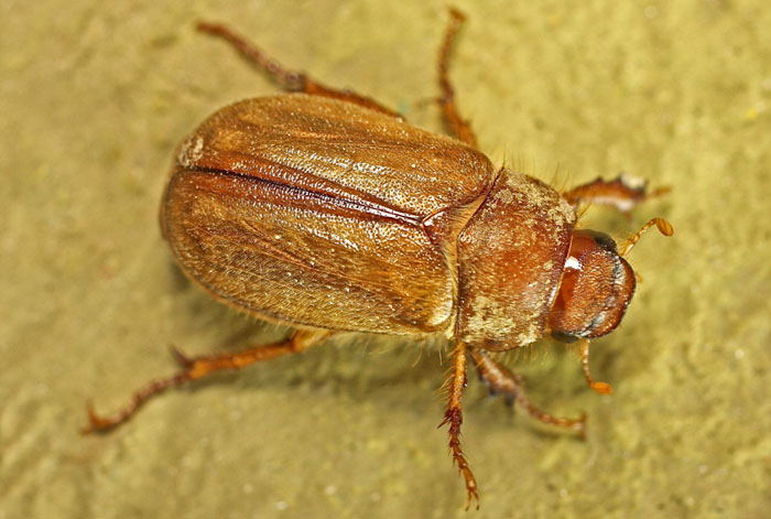 A possible Amphimallon sp from Bulgaria